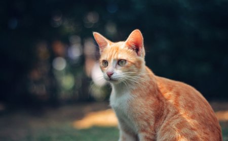 Penginapan Ramah Hewan Peliharaan Terbaik di Tempat Wisata Populer