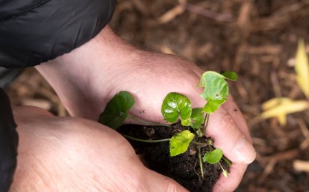Rahasia Kekayaan Sejati: Mengapa 'Kaya Pelan-Pelan' Adalah Strategi Terbaik