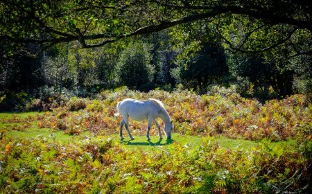 Masa Depan Transportasi: Robotaksi Stellantis-Pony AI Segera Hadir di Eropa