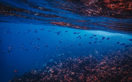 Snorkeling Asyik di Wakatobi Temukan Spesies Laut Langka