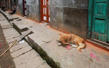 Mengatasi Insomnia dengan Saraf Vagus untuk Kualitas Tidur Malam Optimal