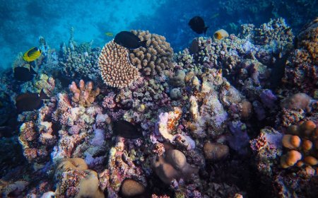 Wakatobi: Panduan Snorkeling Berkelanjutan Ungkap Keajaiban Bawah Laut Otentik