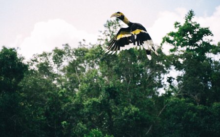 Temukan Surga Tersembunyi Indonesia: Petualangan Ekowisata Birdwatching Tak Terlupakan
