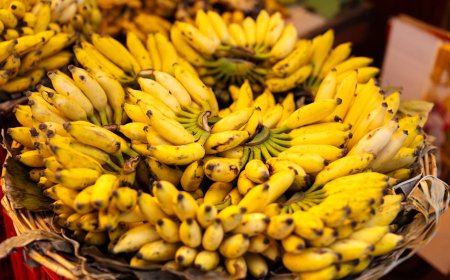 Liburan Aman untuk Penderita Alergi Temukan Destinasi Ramah dan Tips Jitu