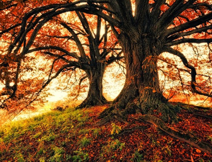 Stres Bingung Pilih Adaptogen? Ashwagandha, Rhodiola, Ginseng, Ini Faktanya!