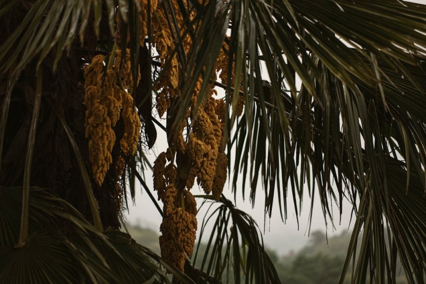 Terbongkar Dampak Konflik Biodiesel Uni Eropa ke Petani Sawit Indonesia