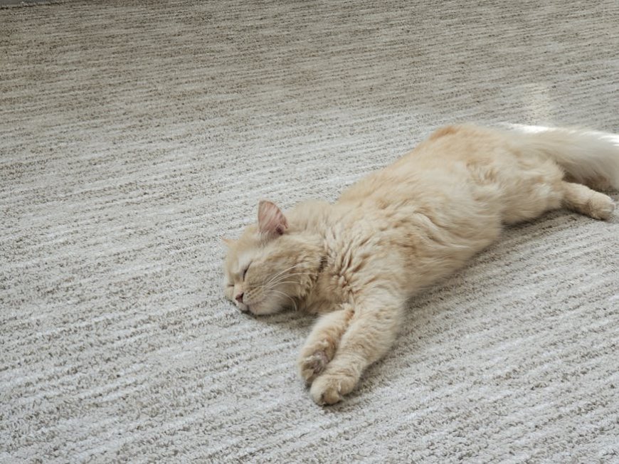 Bongkar Mitos Asam Lambung! Rahasia Tidur Nyenyak Tanpa GERD