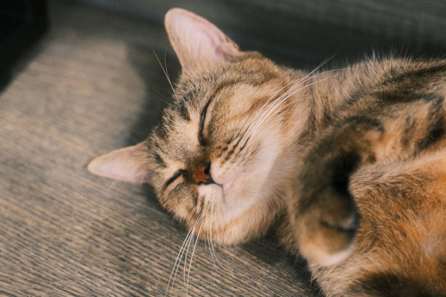 Bongkar Mitos Diet Anti-Inflamasi: Gizi Sehat dan Kunci Tidur Malam Optimal