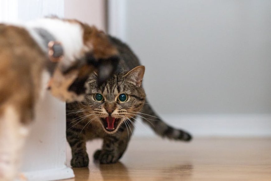 Lucu Tapi Bikin Gemas! Gemini Google Home Salah Kenali Anjingmu Sebagai Kucing?