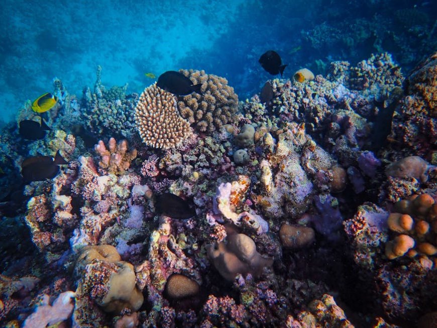 Wakatobi: Panduan Snorkeling Berkelanjutan Ungkap Keajaiban Bawah Laut Otentik