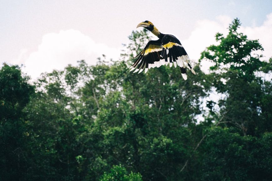 Temukan Surga Tersembunyi Indonesia: Petualangan Ekowisata Birdwatching Tak Terlupakan