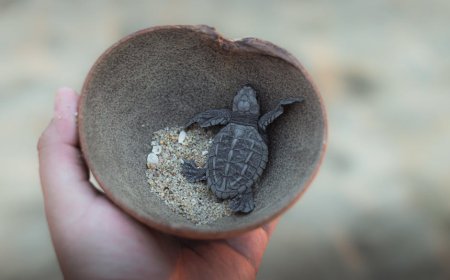 iPhone Air Terbaru: Desain Paling Tipis Apple, Ini Ulasan Lengkapnya!