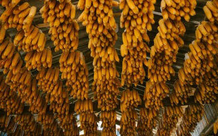 Revolusi Pangan Indonesia: Prabowo Andalkan AI Capai Swasembada di APEC