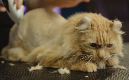 Masker Rambut Semalaman Ampuh Atasi Rontok? Cek Fakta Tidur Malammu