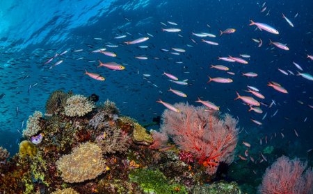 Raja Ampat Petualangan Bawah Laut Rahasia Temukan Surga Tersembunyi!