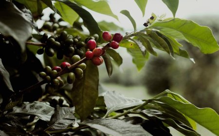 Panduan Jelajah Hidden Gem Kebun dan Kedai Kopi Nusantara