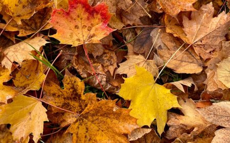 Spot Dogecoin ETF Bitwise Meluncur 26 November: Peluang Investasi DOGE?