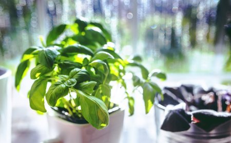 Cara Mudah Menanam Rempah di Rumah dengan Lahan Terbatas