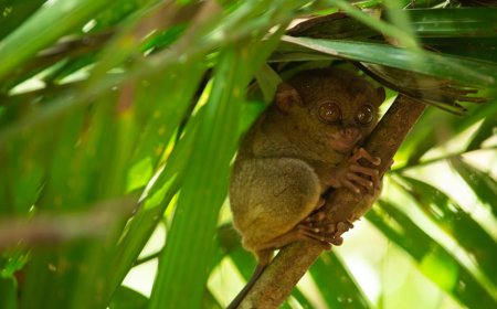 Voluntourism Seru di Asia Tenggara Temukan Hidden Gems Konservasi Alam