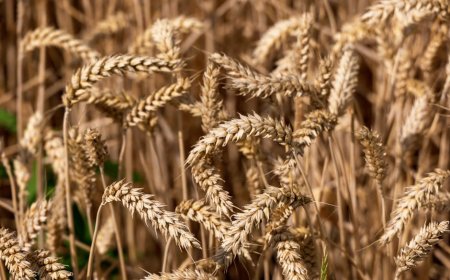 Evolusi Gandum: Kisah Butiran Mengubah Pola Makan dan Peradaban Dunia