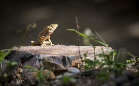 Liburan Seru di Asia Tenggara Bersama Reptil dan Burung Peliharaan