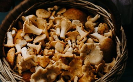 Jelajah Foraging Nusantara Temukan Resep Tradisional dari Alam Indonesia