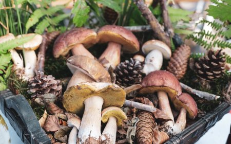 Panduan Foraging Aman di Indonesia Temukan Tumbuhan Liar Edible