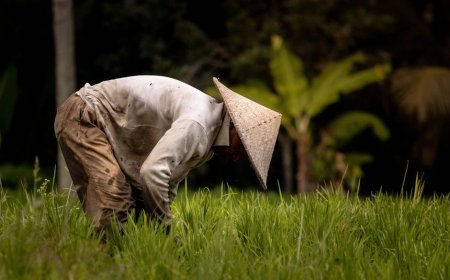 Dampak Kebijakan Pajak Mataram Terhadap Ekonomi Desa dan Perubahannya