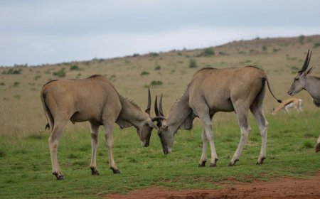 JPMorgan Tolak Bayar Biaya Hukum Charlie Javice Pendiri Frank Terjerat Skandal