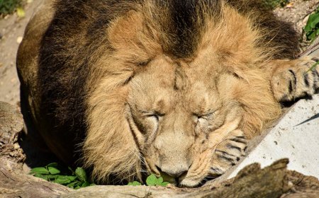 Mitos Adaptogen untuk Tidur Malam Nyenyak, Fakta Reishi dan Lion's Mane