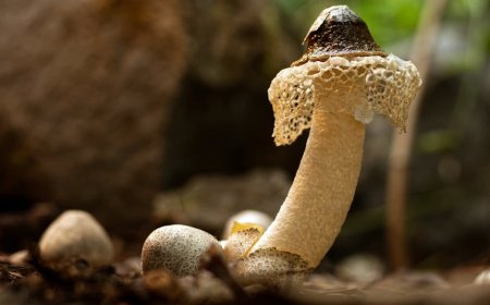 Menjelajahi Jamur Liar Edible di Hutan Indonesia yang Tersembunyi