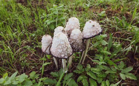 Petualangan Mencari Tumbuhan Liar Edible di Hutan Sumatera