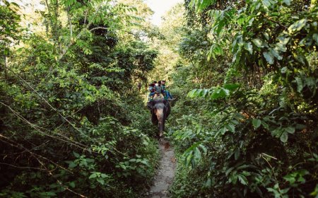 Petualangan Foraging di Taman Nasional Temukan Sisi Liar yang Tersembunyi