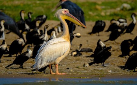 NVIDIA Ciptakan Kebun Binatang Digital Raksasa, Jutaan Spesies Teridentifikasi AI