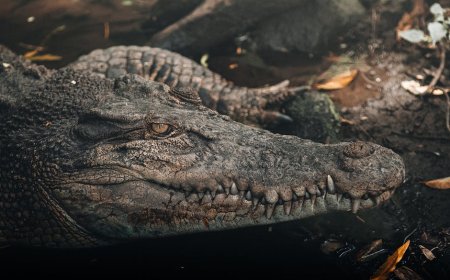 Panduan Perlengkapan Survival untuk Jelajah Hutan Tropis Indonesia