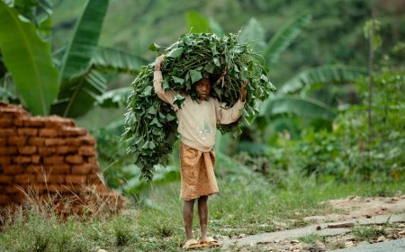 Perlengkapan Survival Anak untuk Jelajah Hutan Indonesia yang Aman