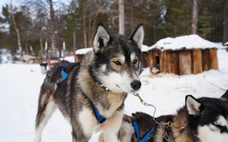 Nonton Europa League Nottingham Forest vs Malmö FF Live Dimana Saja!