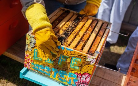 Tips Urban Beekeeping untuk Pemula Hidup Sehat di Kota