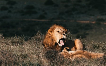 Bongkar Mitos: Jamur Fungsional Bantu Atasi Stres dan Tidur Malam Nyenyak