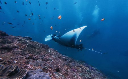 Selami Dunia Bawah Laut Tersembunyi Indonesia Timur – Panduan Fotografi Pemula
