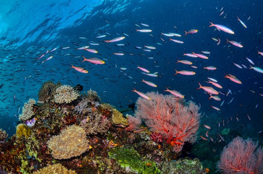 Raja Ampat Petualangan Bawah Laut Rahasia Temukan Surga Tersembunyi!