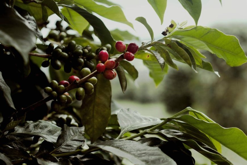 Panduan Jelajah Hidden Gem Kebun dan Kedai Kopi Nusantara