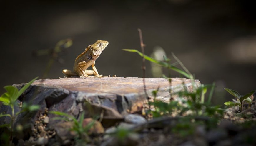 Liburan Seru di Asia Tenggara Bersama Reptil dan Burung Peliharaan