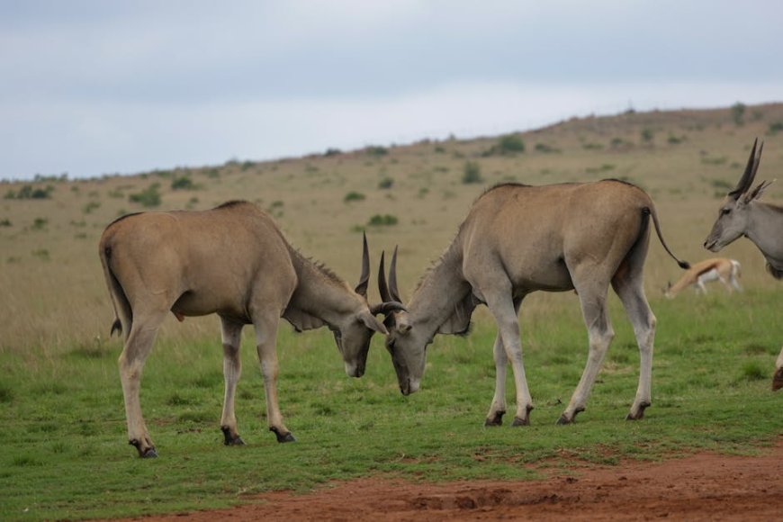 JPMorgan Tolak Bayar Biaya Hukum Charlie Javice Pendiri Frank Terjerat Skandal