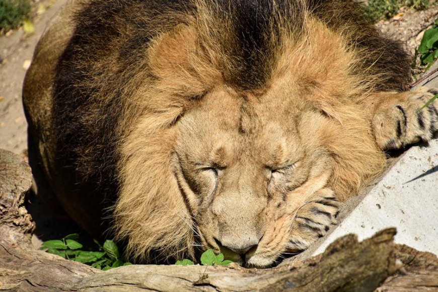 Mitos Adaptogen untuk Tidur Malam Nyenyak, Fakta Reishi dan Lion's Mane