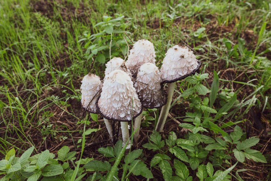 Petualangan Mencari Tumbuhan Liar Edible di Hutan Sumatera