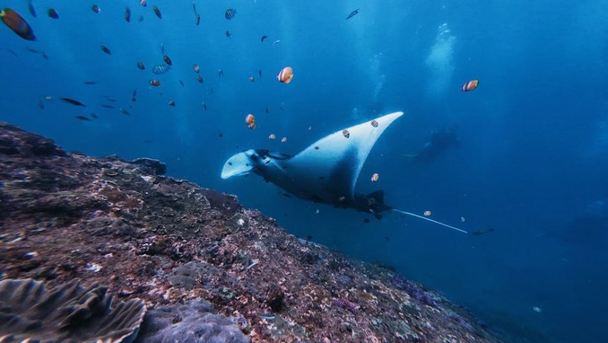 Selami Dunia Bawah Laut Tersembunyi Indonesia Timur – Panduan Fotografi Pemula