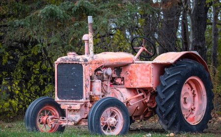 Madu: Emas Cair Pembentuk Diet, Ekonomi, dan Kepercayaan Spiritual Manusia