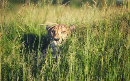 Petualangan Safari Liar Afrika dan India Temukan Surga Tersembunyi