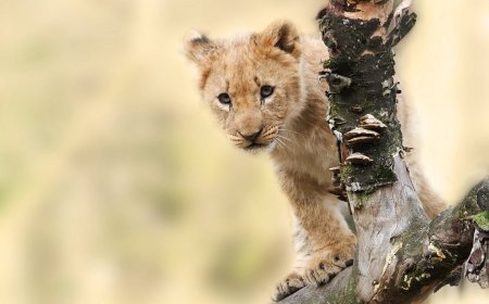 Petualangan Safari Afrika Mandiri atau Tur? Temukan Pilihan Terbaikmu!